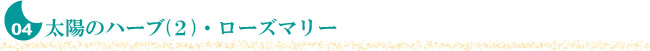 4.太陽のハーブ（2）・ローズマリー